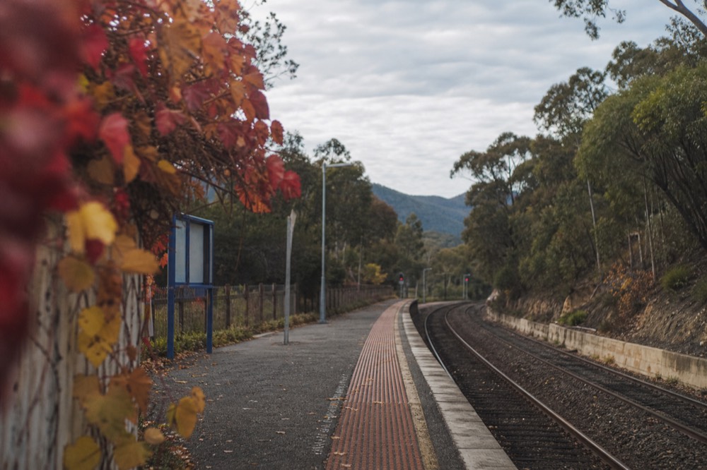 Empty regional railway platform with a timetable board and eucalypts behind it, late morning light